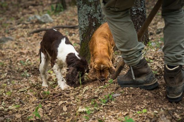 truffle hunting