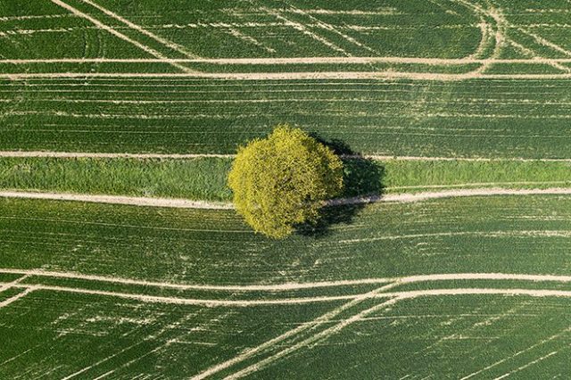 Drone view of tree in field