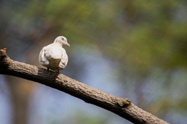 Featured image: White pigeon on tree branch