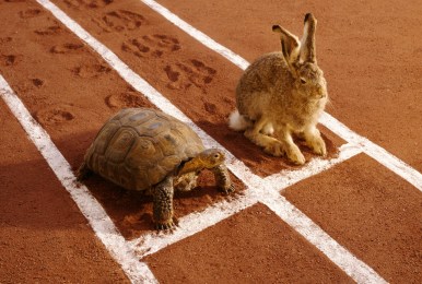 A tortoise and a hare lined up on a race track