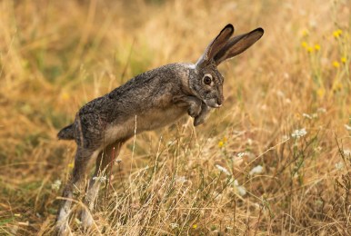 A rabbit leaping in long grass