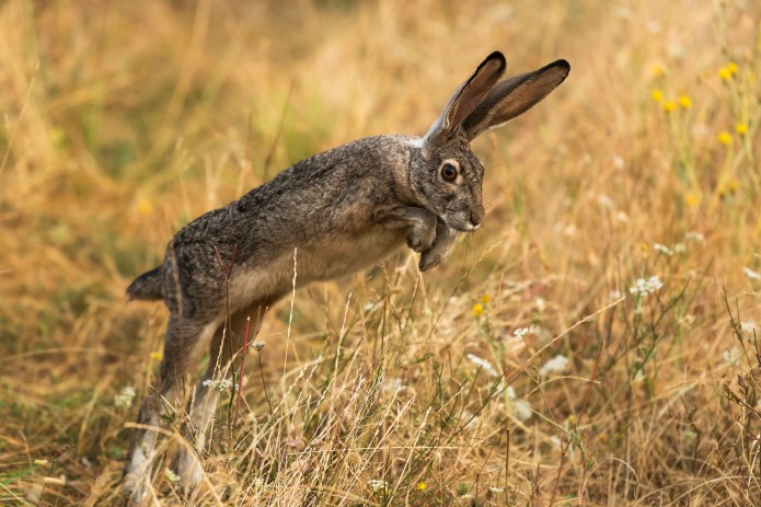 A rabbit leaping in long grass