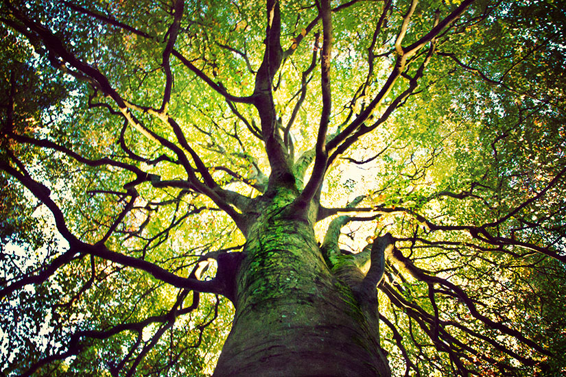 Tree canopy